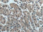 EPHA1 Antibody in Immunohistochemistry (Paraffin) (IHC (P))