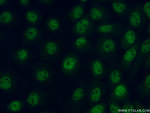 SRA1 Antibody in Immunocytochemistry (ICC/IF)