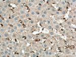 CD206 Antibody in Immunohistochemistry (Paraffin) (IHC (P))