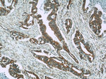 RIC8A Antibody in Immunohistochemistry (Paraffin) (IHC (P))