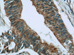 RIC8A Antibody in Immunohistochemistry (Paraffin) (IHC (P))