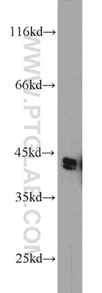 CKM Antibody in Western Blot (WB)