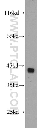 CKM Antibody in Western Blot (WB)