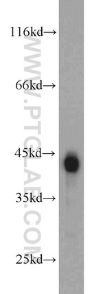 CKM Antibody in Western Blot (WB)