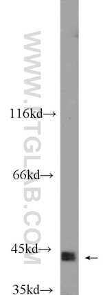 CKM Antibody in Western Blot (WB)