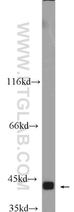 CKM Antibody in Western Blot (WB)