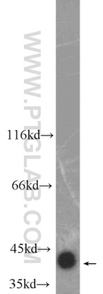 CKM Antibody in Western Blot (WB)