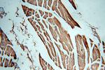 CKM Antibody in Immunohistochemistry (Paraffin) (IHC (P))