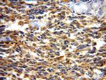 Creatine kinase B type Antibody in Immunohistochemistry (Paraffin) (IHC (P))