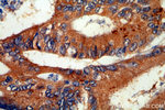 VWA2 Antibody in Immunohistochemistry (Paraffin) (IHC (P))