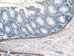 VWA2 Antibody in Immunohistochemistry (Paraffin) (IHC (P))