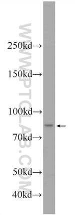 VWA2 Antibody in Western Blot (WB)