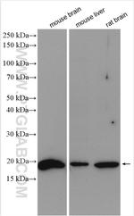 GABARAPL1 Antibody in Western Blot (WB)