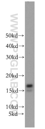 GABARAPL1 Antibody in Western Blot (WB)