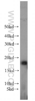 GABARAPL1 Antibody in Western Blot (WB)