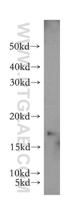 GABARAPL1 Antibody in Western Blot (WB)