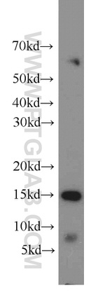 LC3A Antibody in Western Blot (WB)