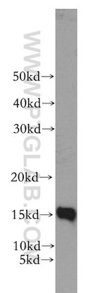 GABARAP Antibody in Western Blot (WB)