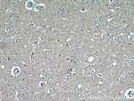 GABARAPL2 Antibody in Immunohistochemistry (Paraffin) (IHC (P))