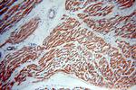 GABARAPL2 Antibody in Immunohistochemistry (Paraffin) (IHC (P))