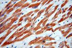 GABARAPL2 Antibody in Immunohistochemistry (Paraffin) (IHC (P))