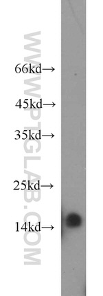 GABARAPL2 Antibody in Western Blot (WB)