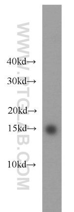 GABARAPL2 Antibody in Western Blot (WB)