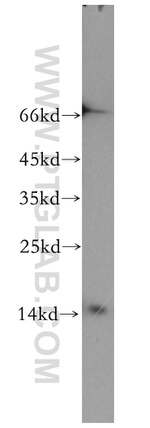 GABARAPL2 Antibody in Western Blot (WB)