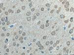 LC3B Antibody in Immunohistochemistry (Paraffin) (IHC (P))