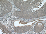 DNA2 Antibody in Immunohistochemistry (Paraffin) (IHC (P))