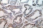 GPX5 Antibody in Immunohistochemistry (Paraffin) (IHC (P))