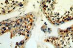 GPX5 Antibody in Immunohistochemistry (Paraffin) (IHC (P))