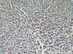 HOXD13 Antibody in Immunohistochemistry (Paraffin) (IHC (P))