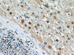 HOXD13 Antibody in Immunohistochemistry (Paraffin) (IHC (P))