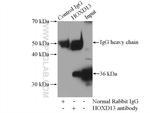 HOXD13 Antibody in Immunoprecipitation (IP)