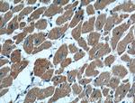 MAPK4 Antibody in Immunohistochemistry (Paraffin) (IHC (P))