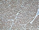 MAPK4 Antibody in Immunohistochemistry (Paraffin) (IHC (P))