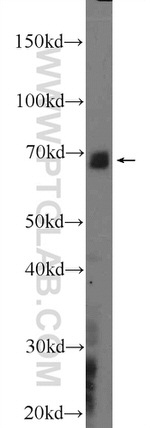 MAPK4 Antibody in Western Blot (WB)