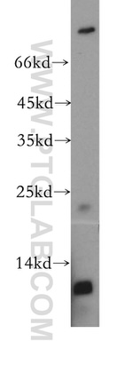 TPPP Antibody in Western Blot (WB)