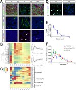 ZO-1 Antibody in Immunocytochemistry (ICC/IF)