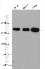 INO80 Antibody in Western Blot (WB)