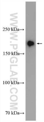 INO80 Antibody in Western Blot (WB)