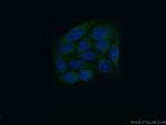 PSKH2 Antibody in Immunocytochemistry (ICC/IF)