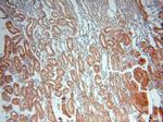 PSKH2 Antibody in Immunohistochemistry (Paraffin) (IHC (P))