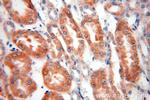 PSKH2 Antibody in Immunohistochemistry (Paraffin) (IHC (P))