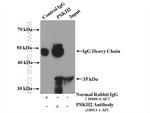 PSKH2 Antibody in Immunoprecipitation (IP)