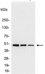 AU1 Antibody in Western Blot (WB)