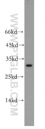 LILRA5 Antibody in Western Blot (WB)