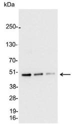 AU5 Antibody in Western Blot (WB)
