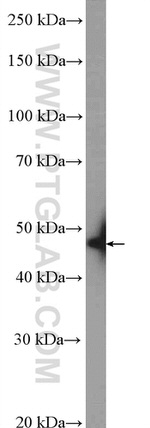 USP34 Antibody in Western Blot (WB)